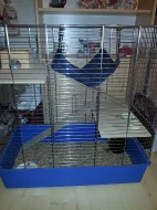 Mladý potkánek i s klecí za odvoz!